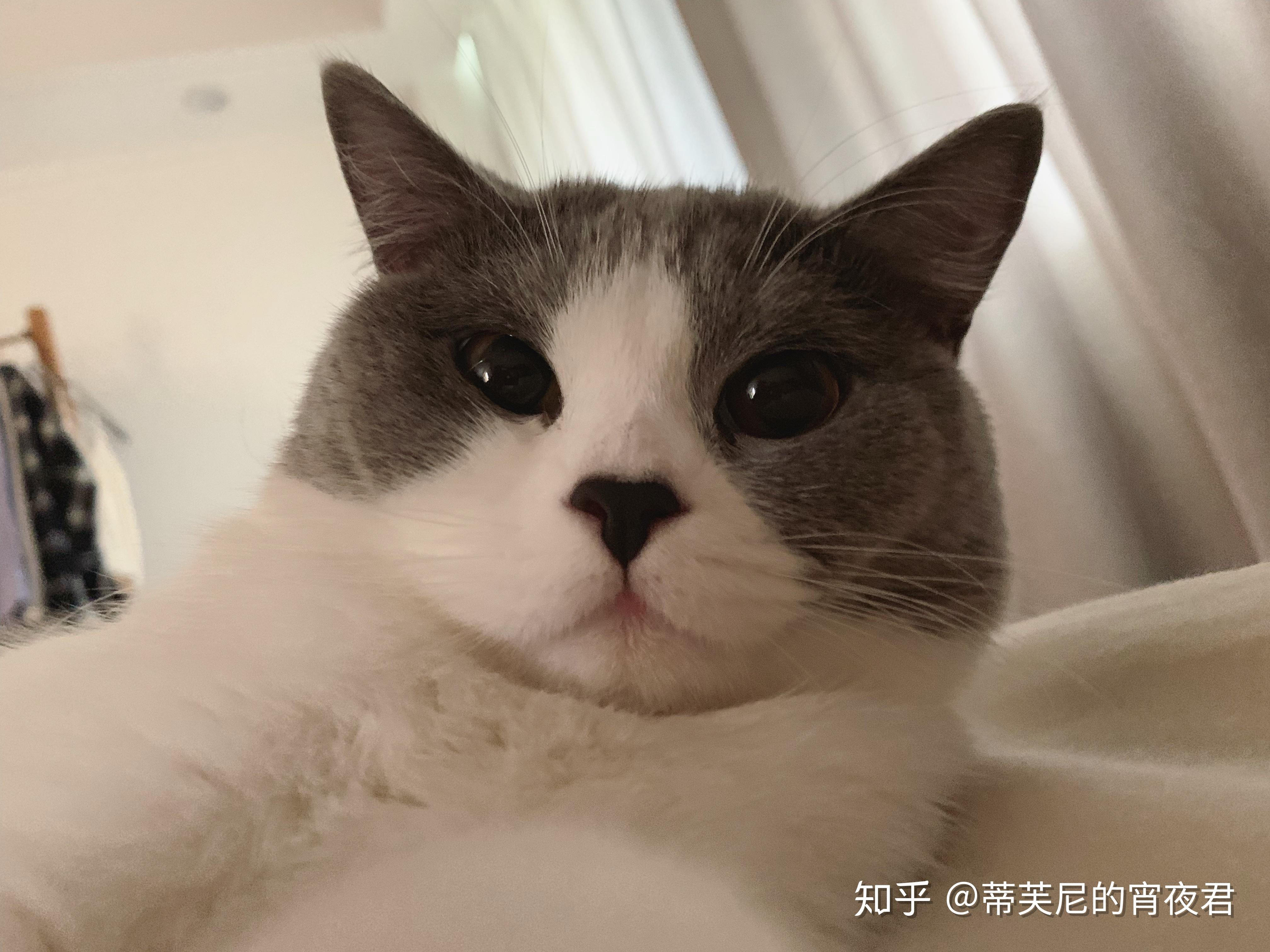 我的雌雄同体双性猫0269