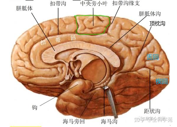 脑叶的功能解剖及病损表现 - 知乎