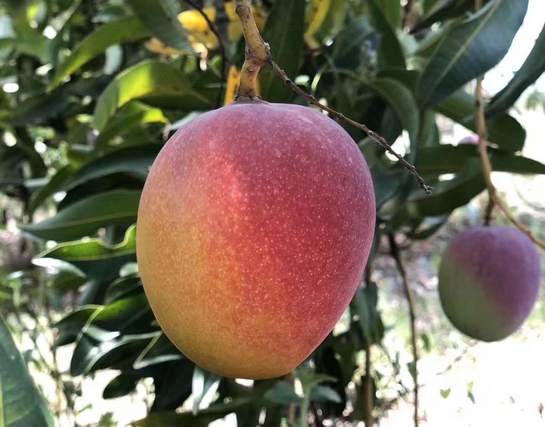 去年没吃够的珍珠芒终于熟了等了一年