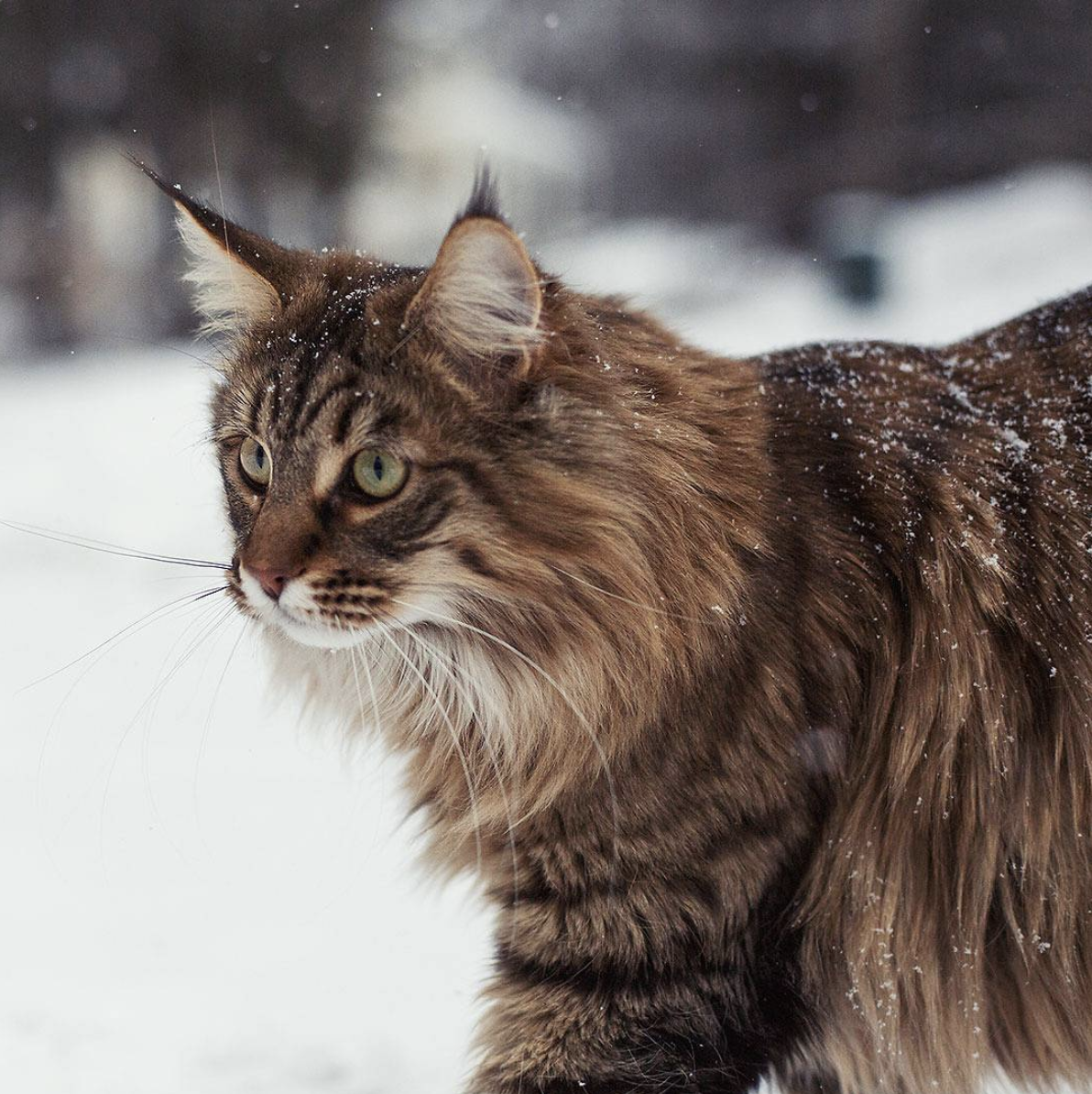 吸猫大会缅因猫willow