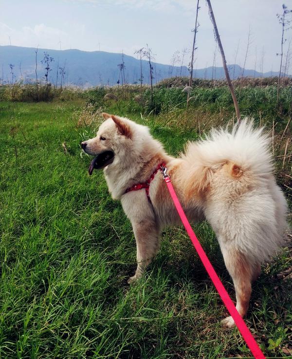 本犬纲目 中国本土狗品种大全 知乎