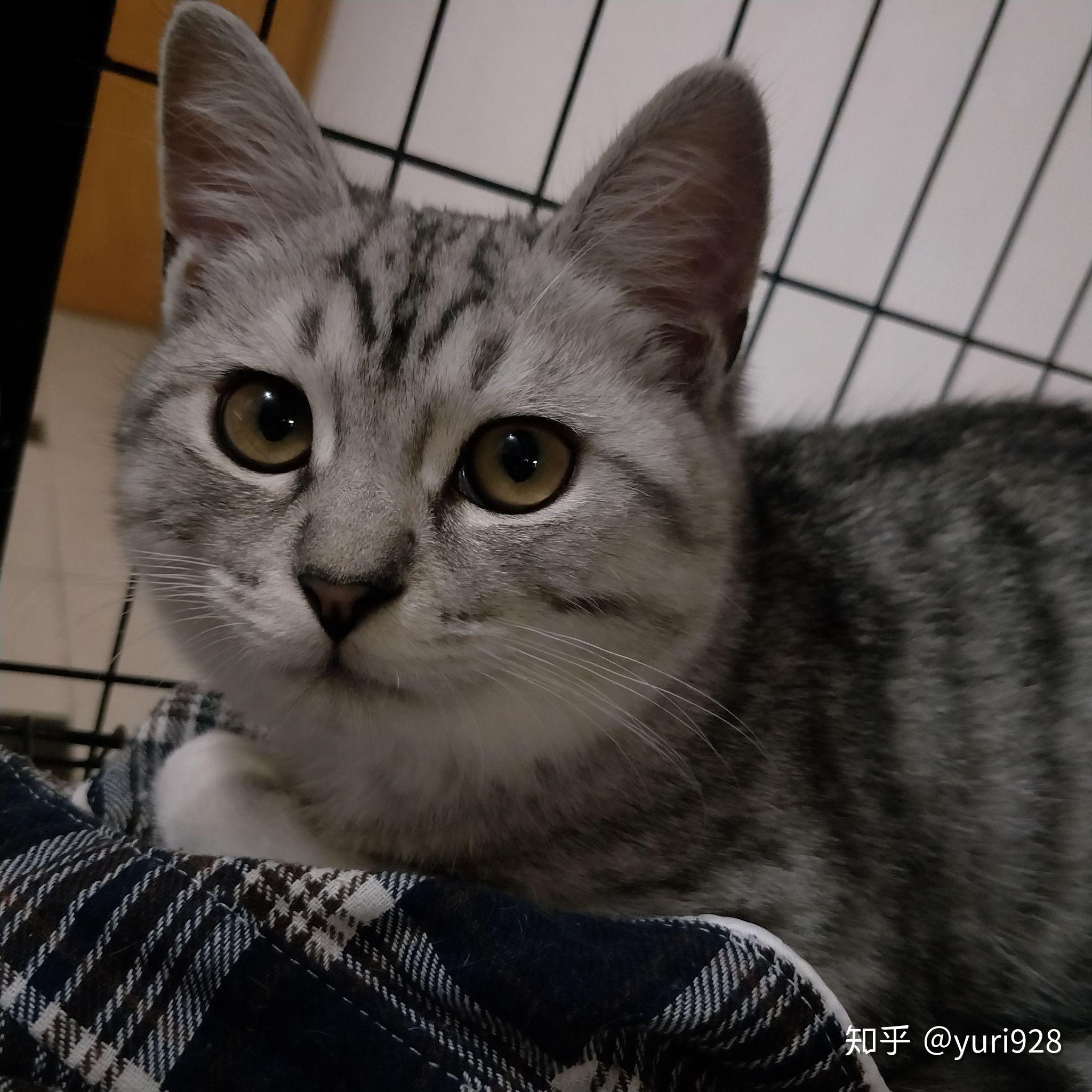 能给我看看英短和美短串的样子嘛