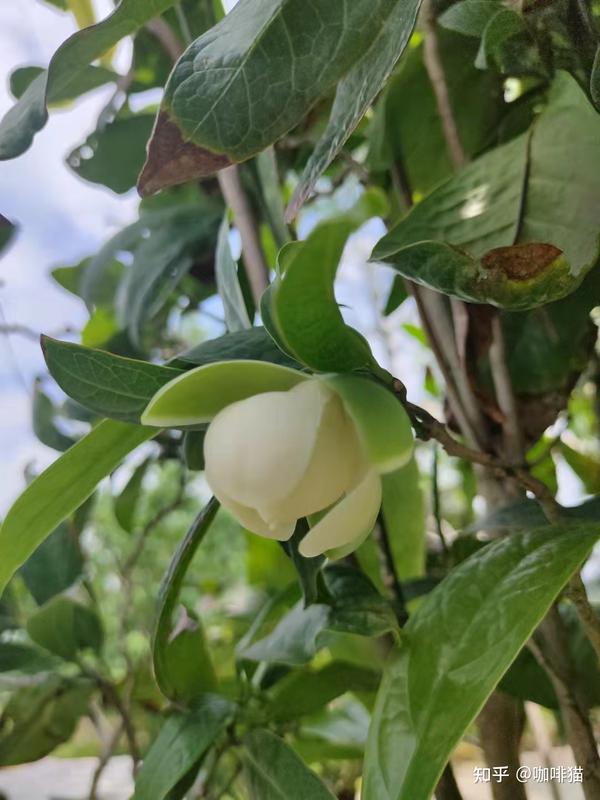 夜合花开香满庭,夜深微雨醉初醒 ——岭南习用本草|广东合欢花 - 知乎