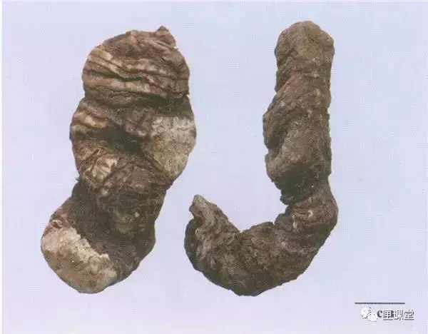 每天最少学一味中药-重楼