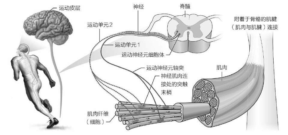 理解运动能力:骨骼肌肉系统 - 知乎