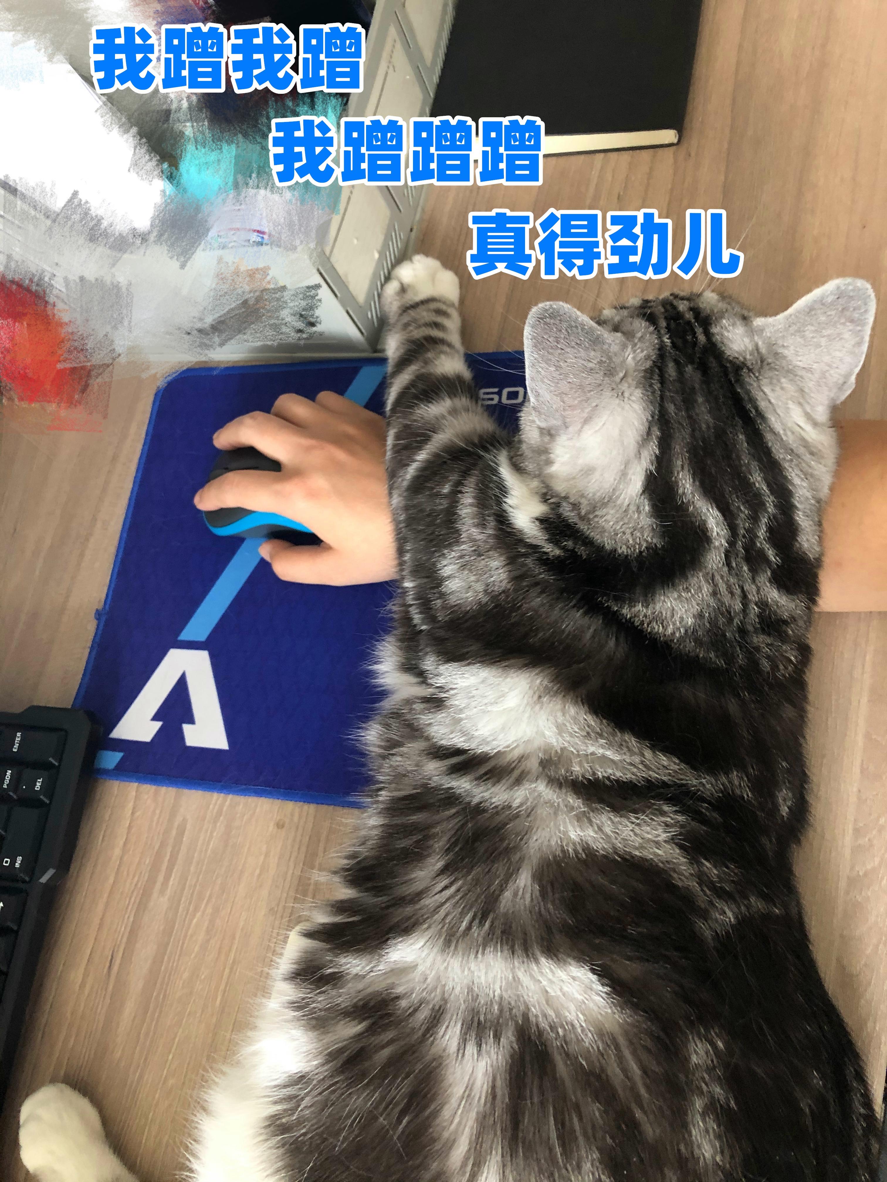 猫咪为什么喜欢用头蹭我的手呀？(猫咪为什么喜欢用头蹭我的手呀怎么回事)-第1张图片-鲸幼网