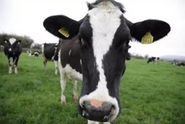 新西兰奶牛农场的这些冷知识,你都知道吗?