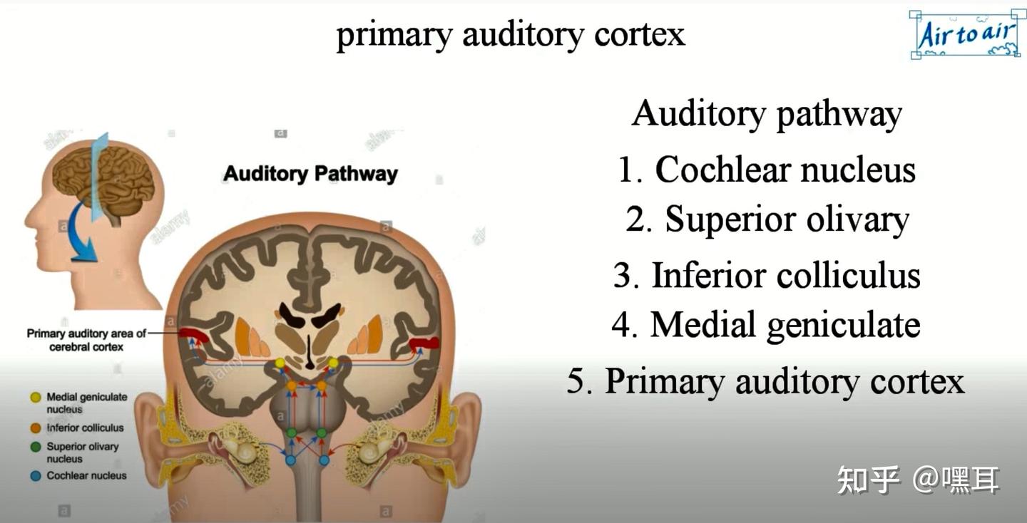 耳朵与听力系列～听觉皮层 - 知乎