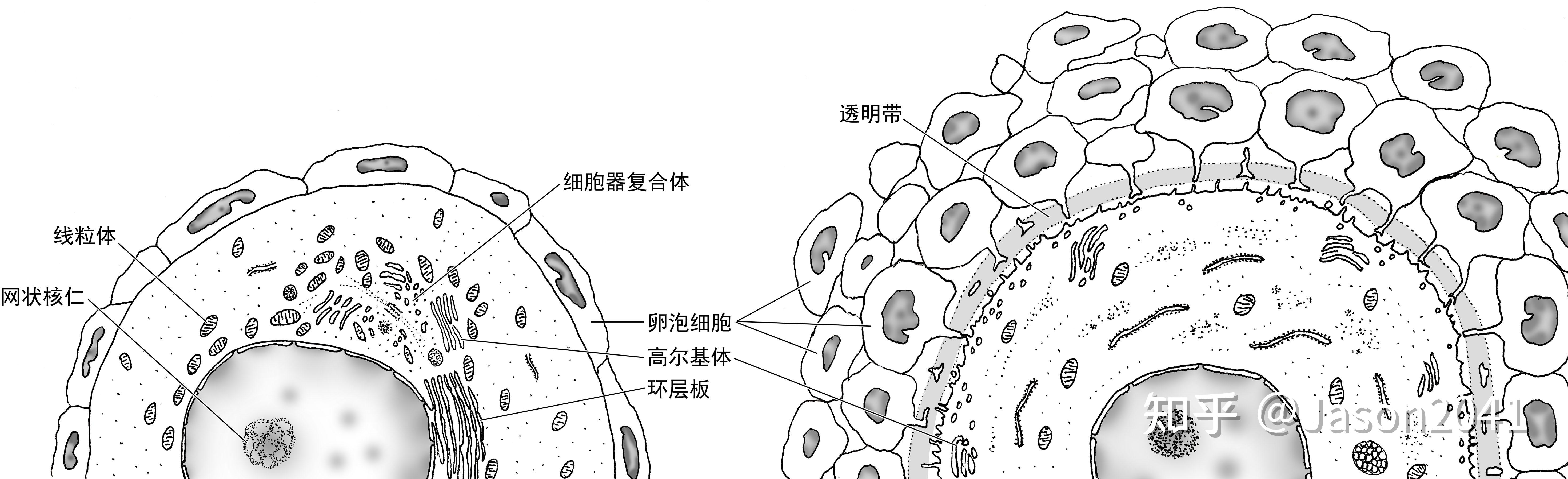 卵巢组织中卵母细胞的超微结构 - 知乎
