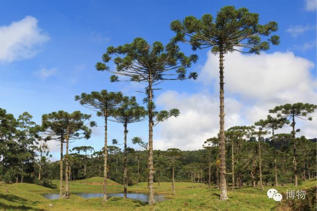 出产这种超大松子的松树,名为巴拉那松,又叫巴西松