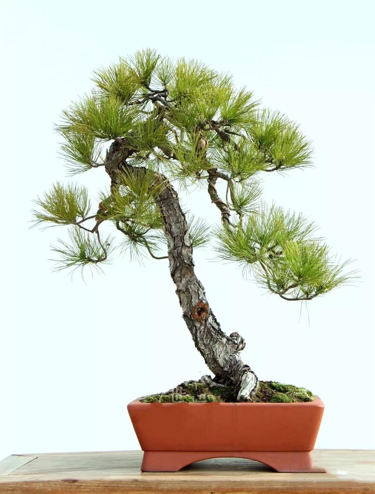 国家级盆景大师文人盆景作品赏析!高清大图