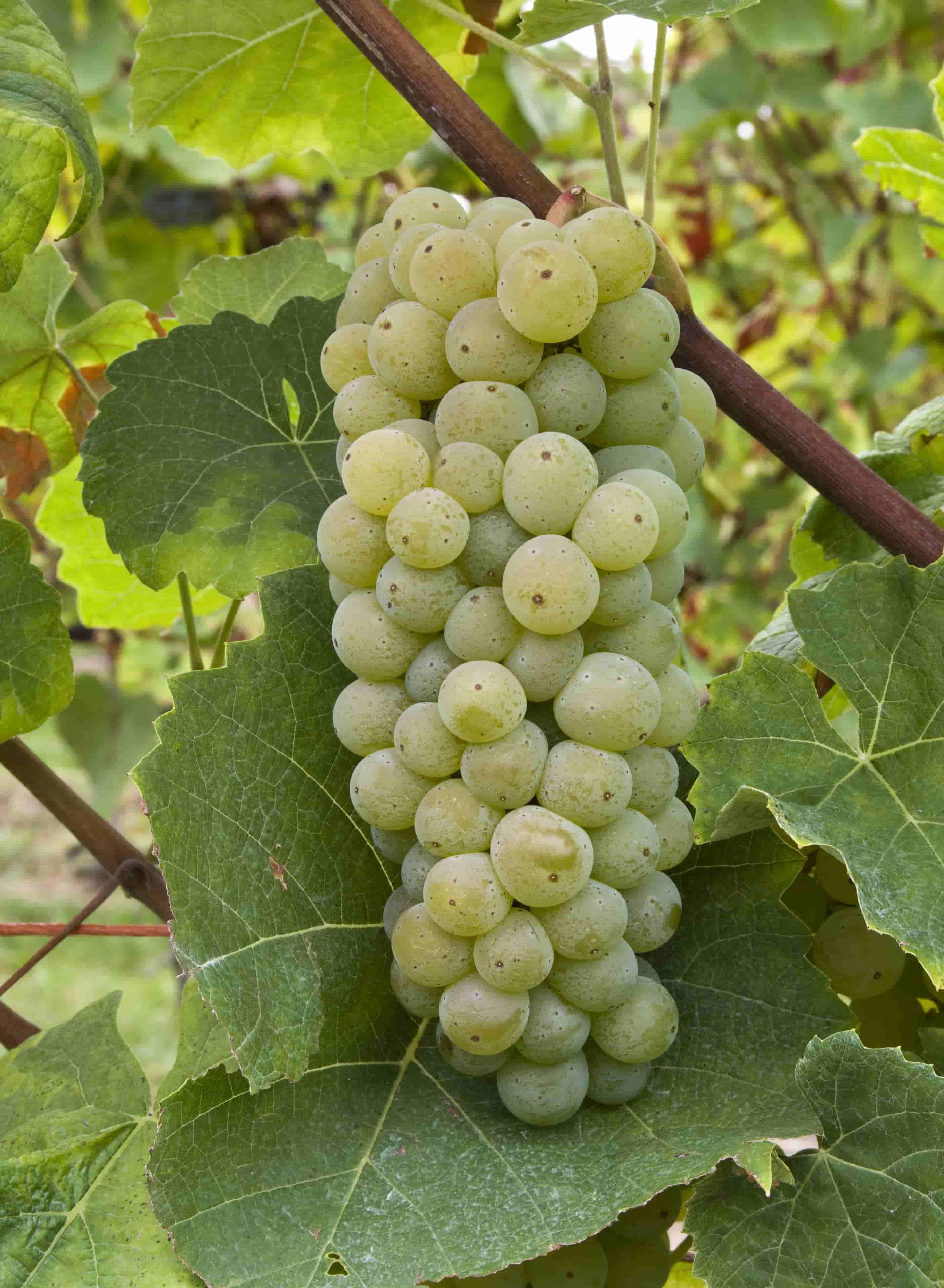 纽约州发布新型雷司令杂交品种阿拉维尔