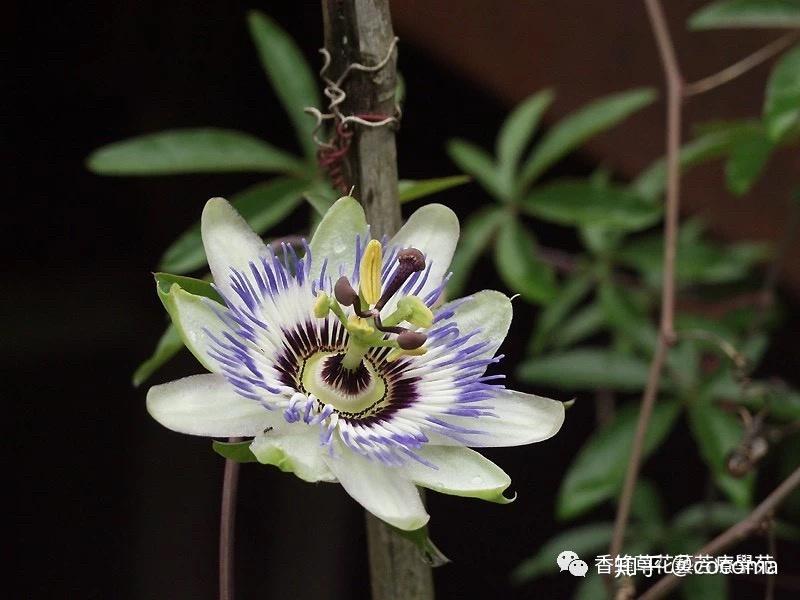 神圣的爱时钟草