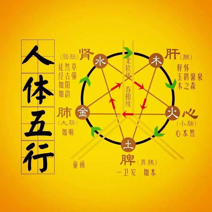 中医的五脏六腑阴阳调和是如何相生相克的？ - 知乎