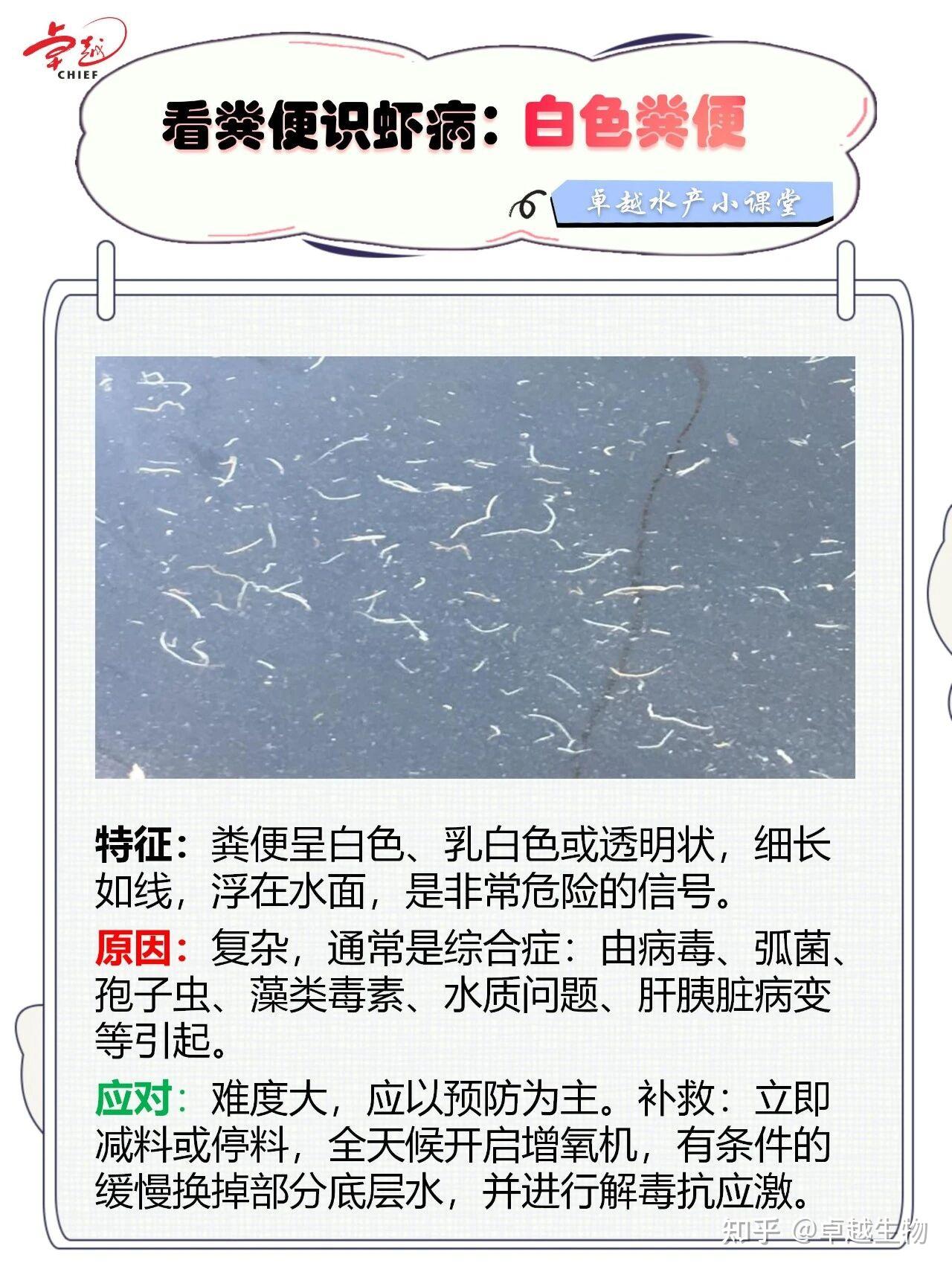 看虾便识健康,一次搞懂对虾长便、拖便、白便、稀便、无便……原因及解决方案 - 知乎