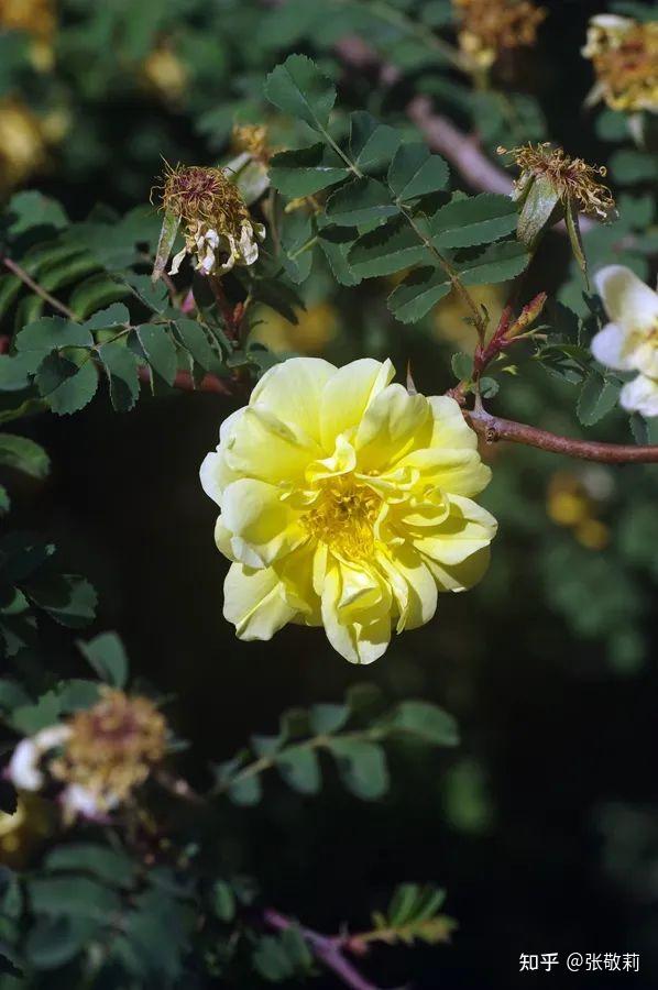 生态客自然观察【分科识花图鉴】32 蔷薇科 b 蔷薇亚科(下) - 知乎