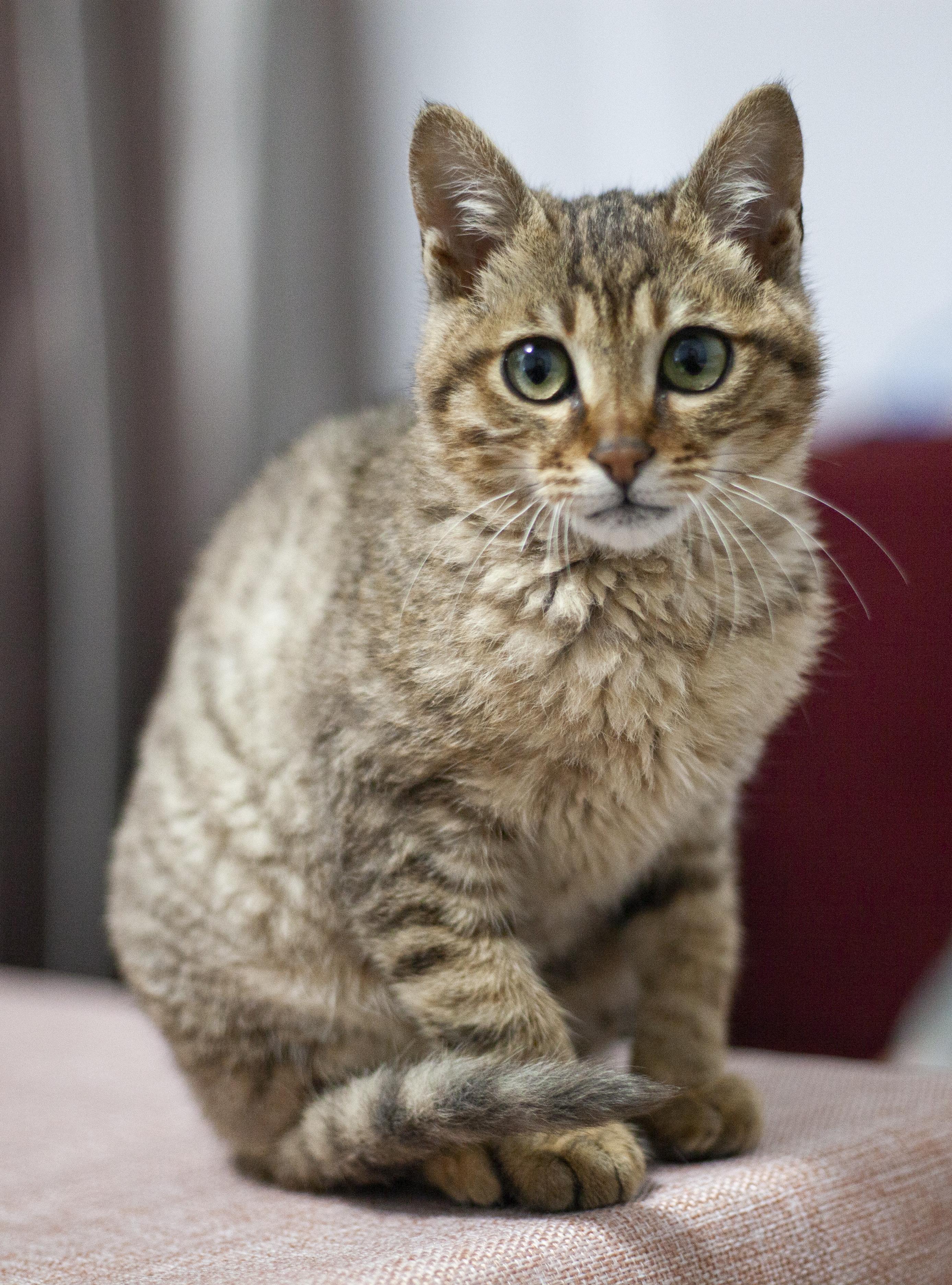 狸花猫可以漂亮到什么程度