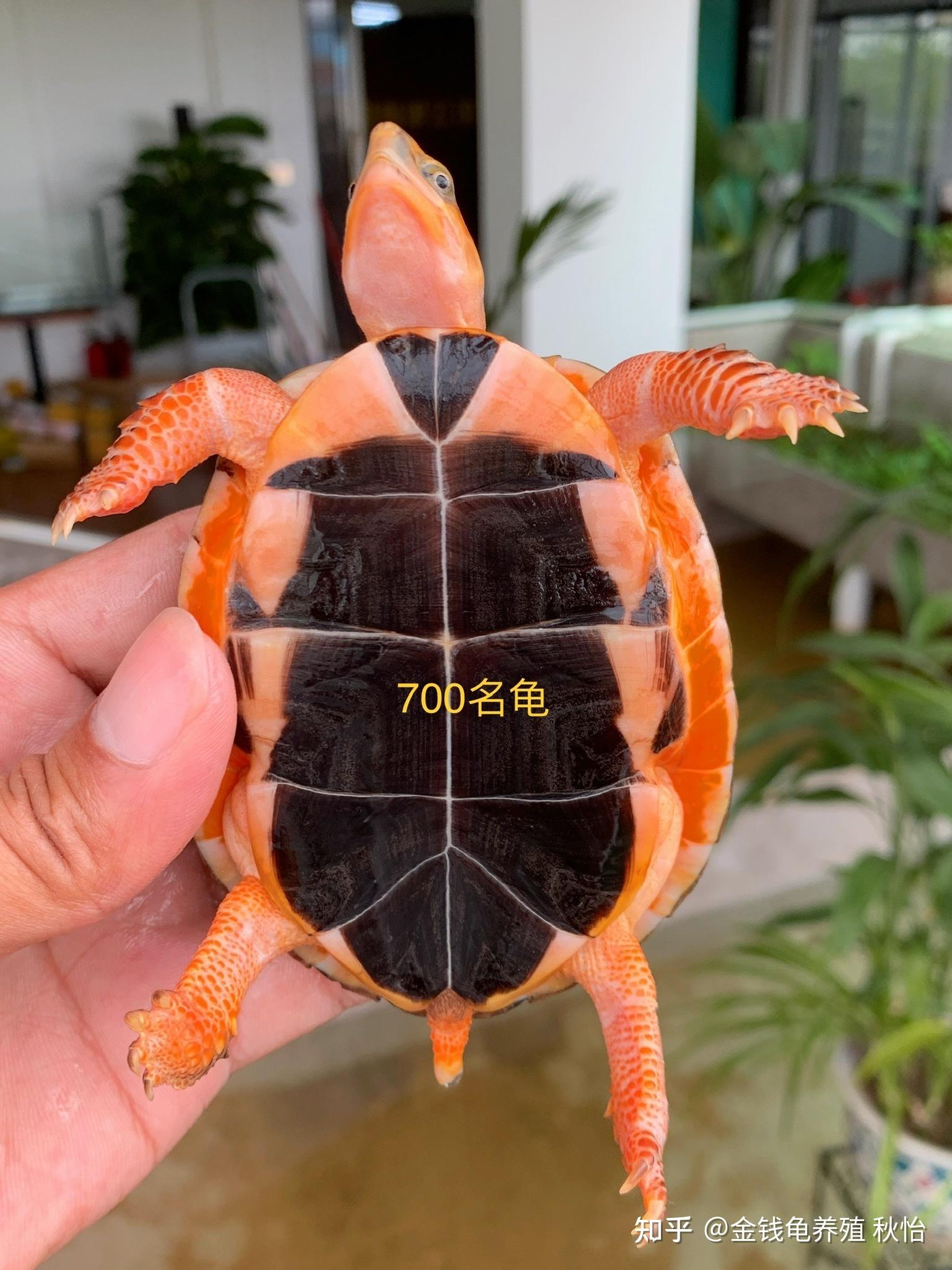 百色闭壳龟,来自名门望族 - 知乎