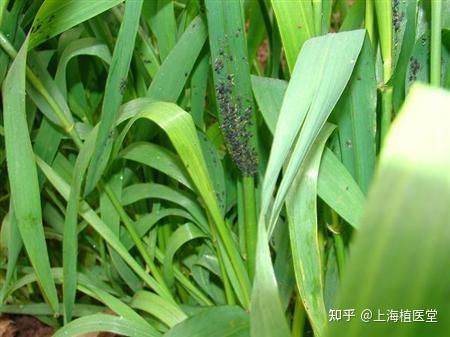 病虫害科普丨水稻蚜虫的危害与防治 - 知乎