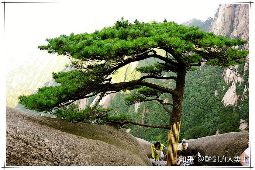 【地球生物全系列——植物篇】松柏目—松科(三) - 知乎