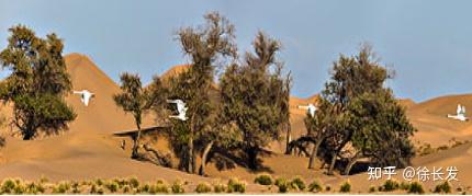 科普百篇系列(169)        防风固沙的优良树种