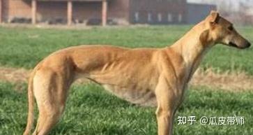 “行不行啊?细狗”是什么梗? - 知乎