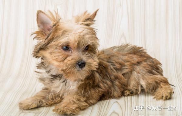 约克夏第一次来例假是什么情况 知乎