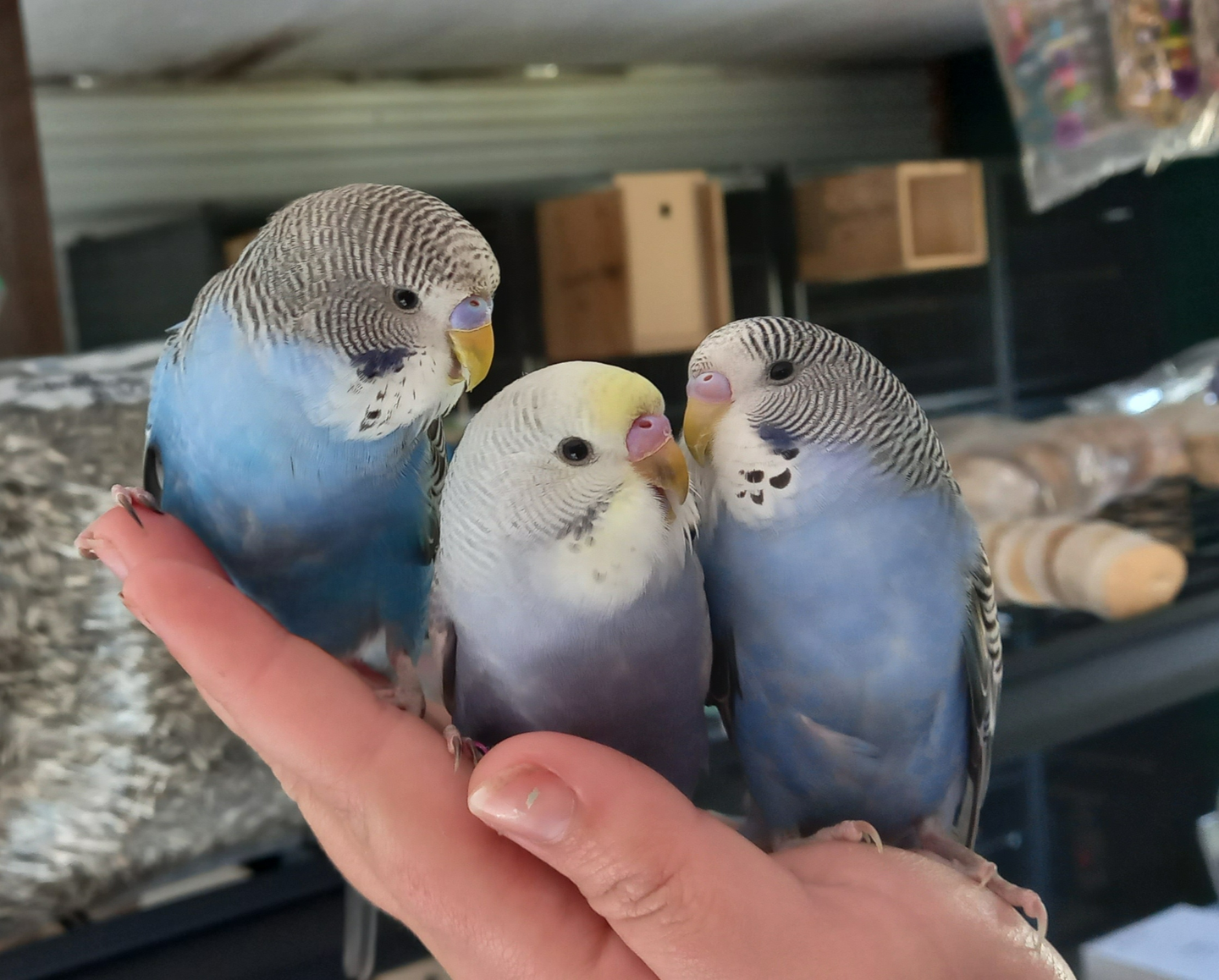 虎皮鹦鹉-家养鸟1 - 知乎