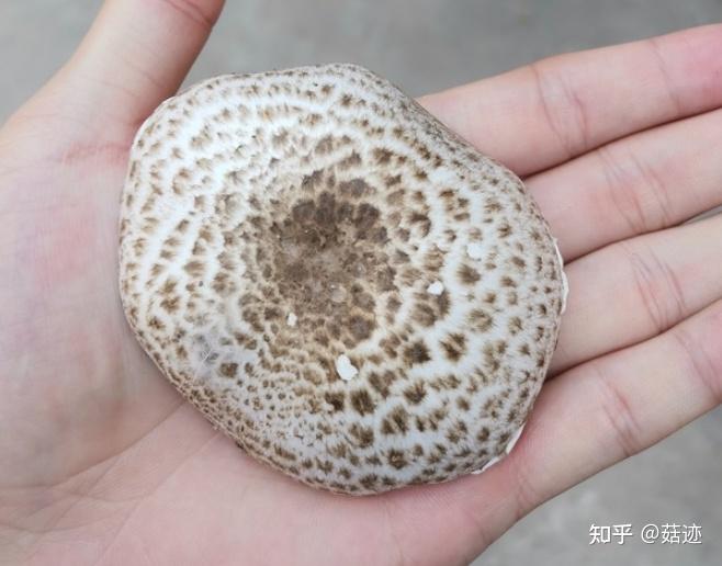 网友来图辨识第2集