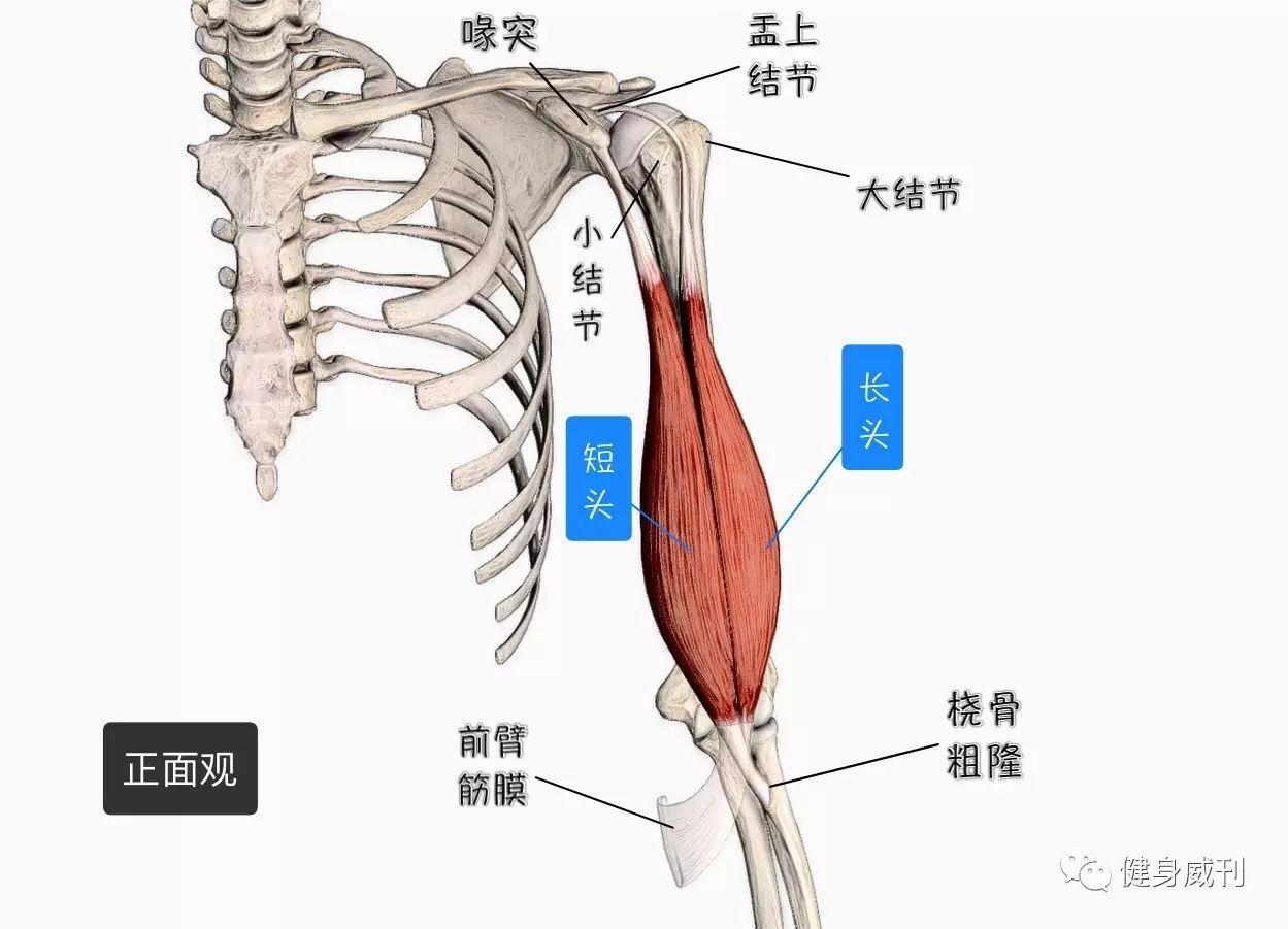 二头肌位置图片图片