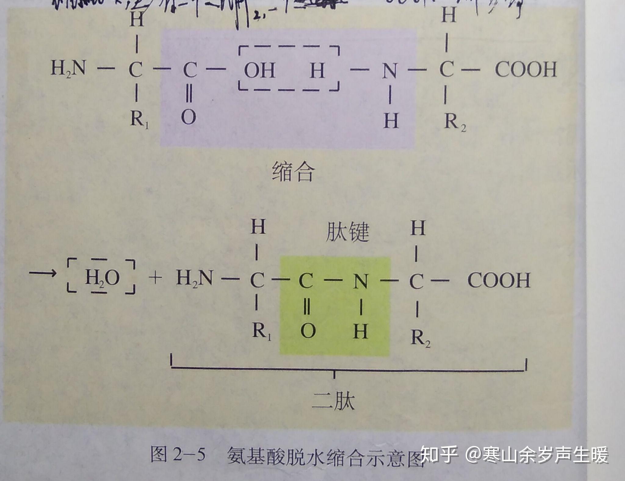 氨基酸 - 知乎