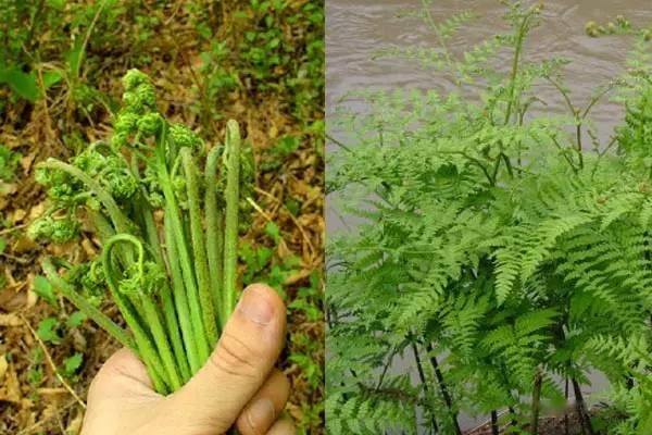 50种野菜图鉴小区绿化带就有以备不时之需