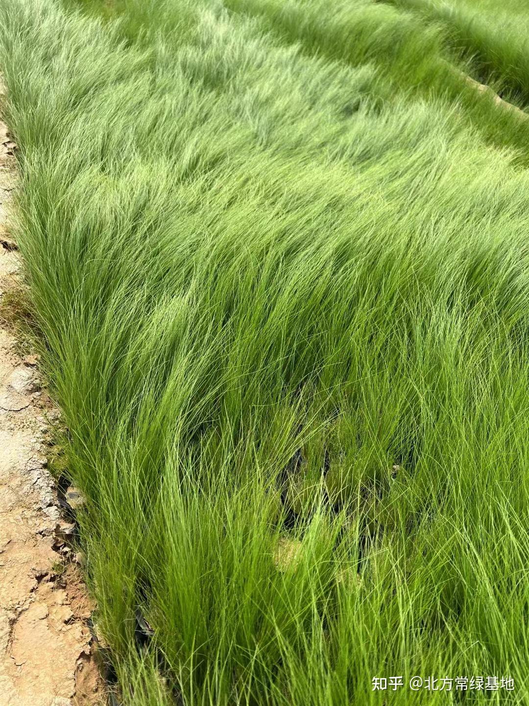 针茅如何种植?针茅的种植方法? - 知乎