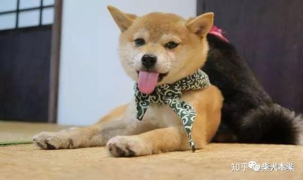 在您饲养柴犬之前 请充分了解柴犬 知乎