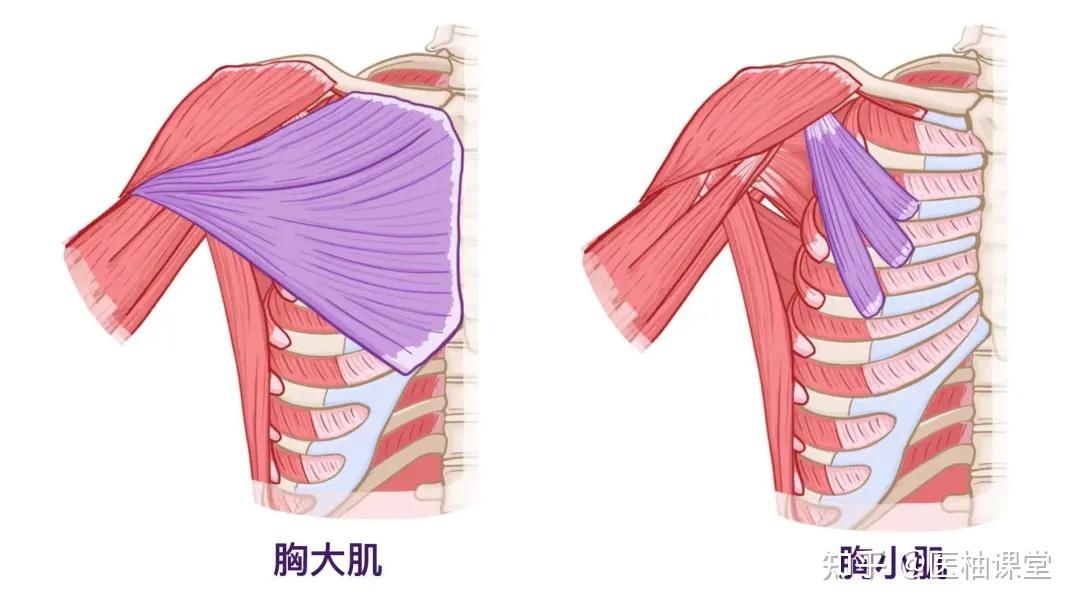 人体解剖学基础:腋窝 - 知乎
