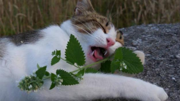 动物嗑药磕到进了戒毒所?戒了毒我们还是好朋