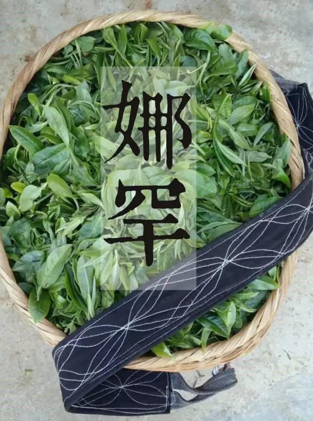 娜罕那罕古树茶真的那么稀罕