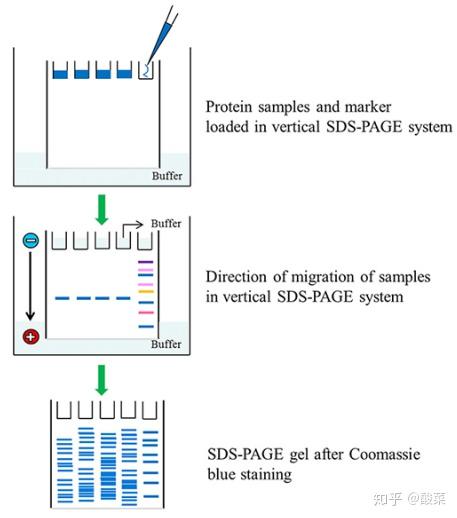 时至今日,虽然western blot(w