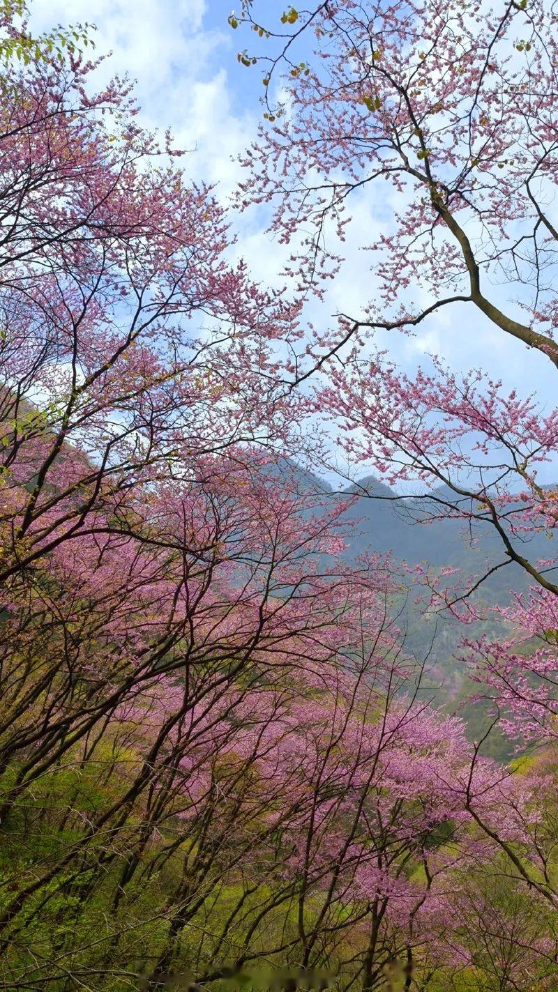 秦岭深处的"花花世界"