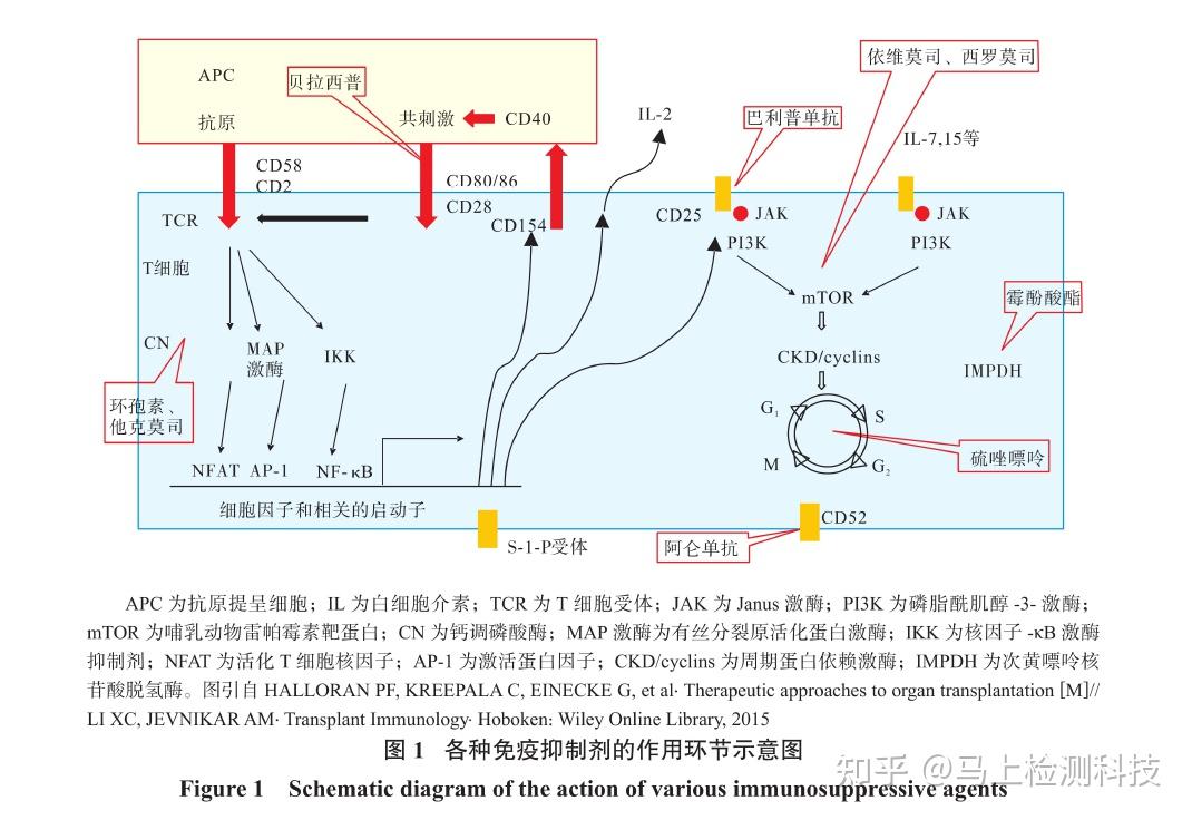 器官移植免疫抑制剂临床应用技术规范（19版） 知乎