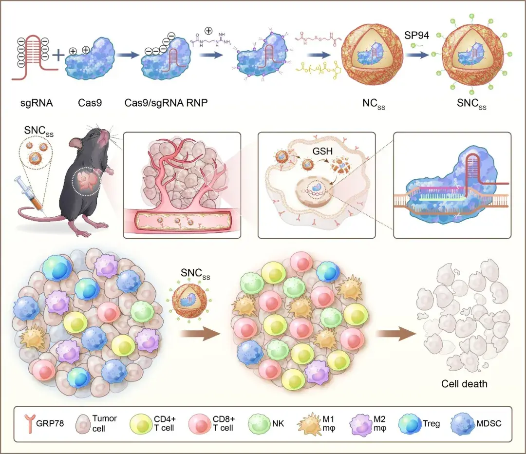 Adv. Sci | 空军军医大学CRISPR/Cas9重编程肝癌的免疫抑制微环境 - 知乎