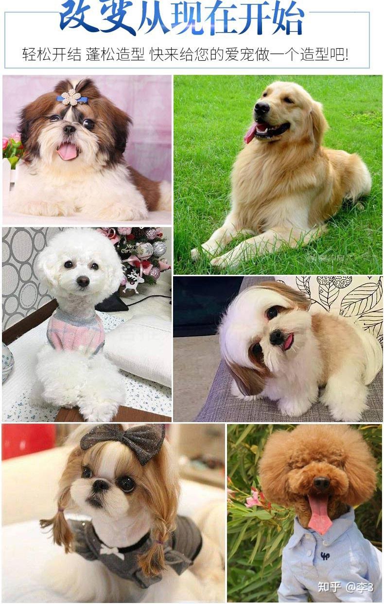小型犬狗品种大全图片