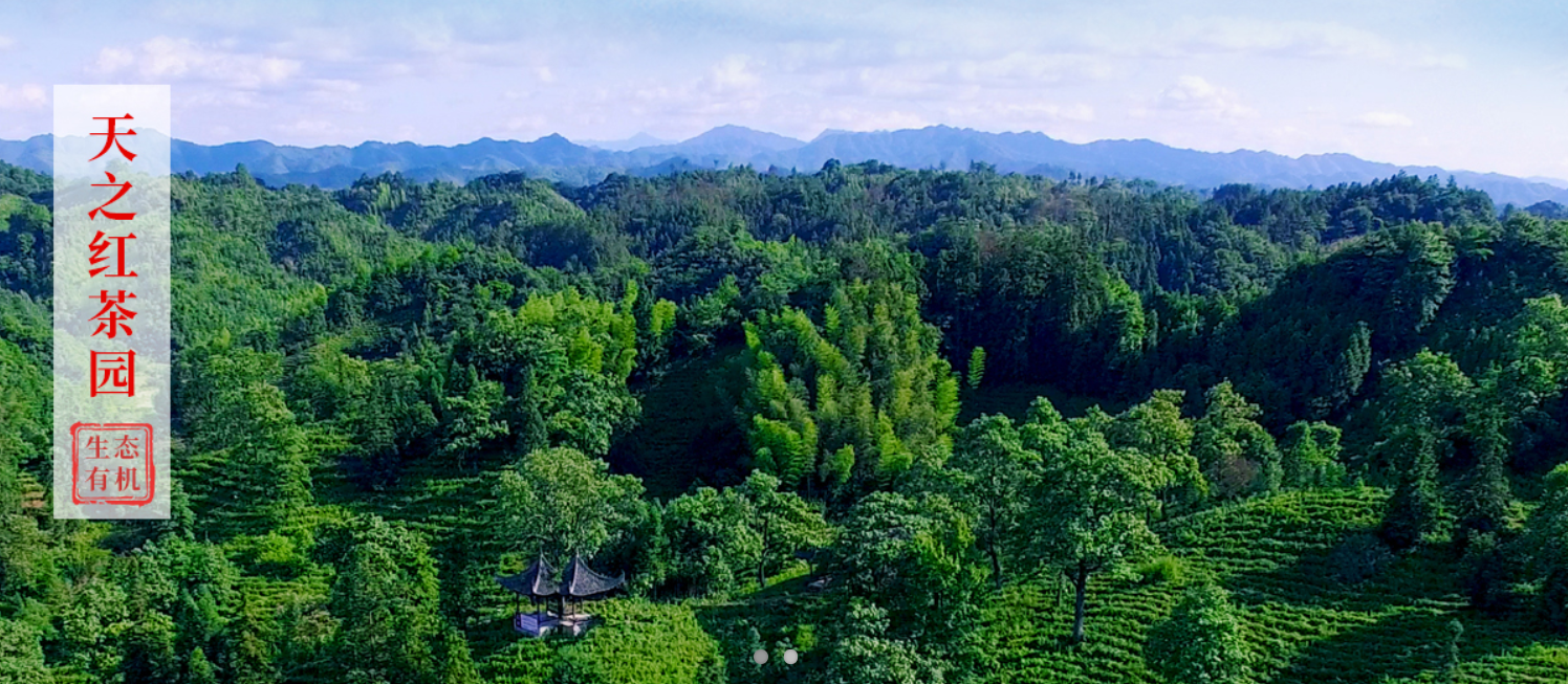 祁门红茶品种多样,香螺,毛峰、金针、工夫等,哪一款是你的最爱? - 知乎