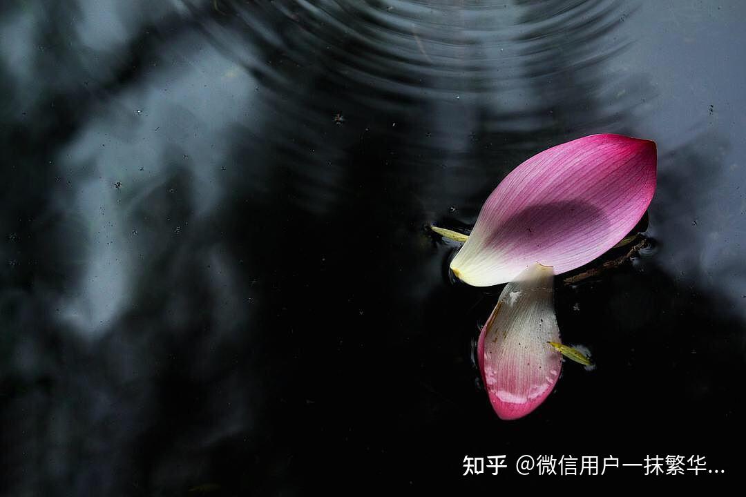 他日柳青今日落花