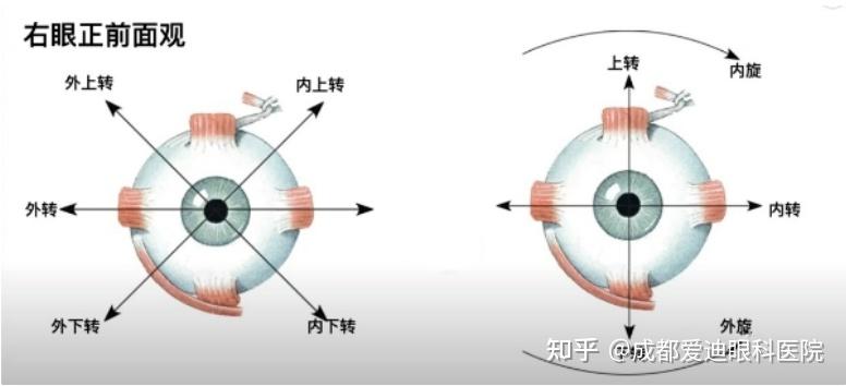 眼球斜視手術NGO水針刀 3D 美兆診所金門