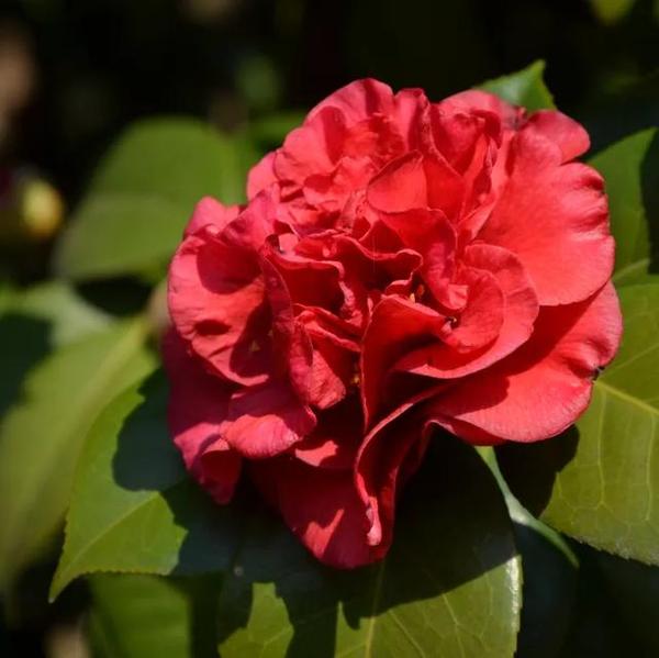 花朝节里赏花神 你知道12个月里的守护花神都是谁吗 知乎