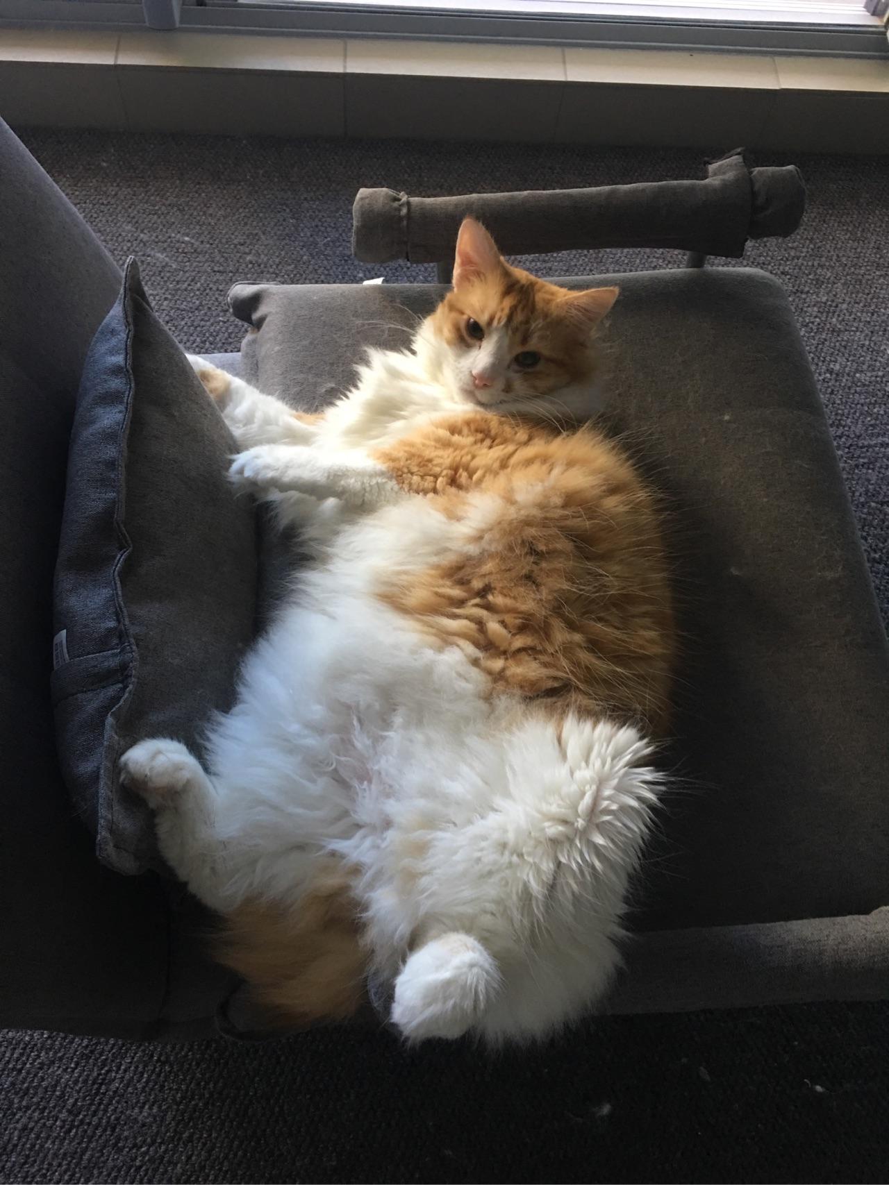 猫很大很胖是一种怎样的体验?