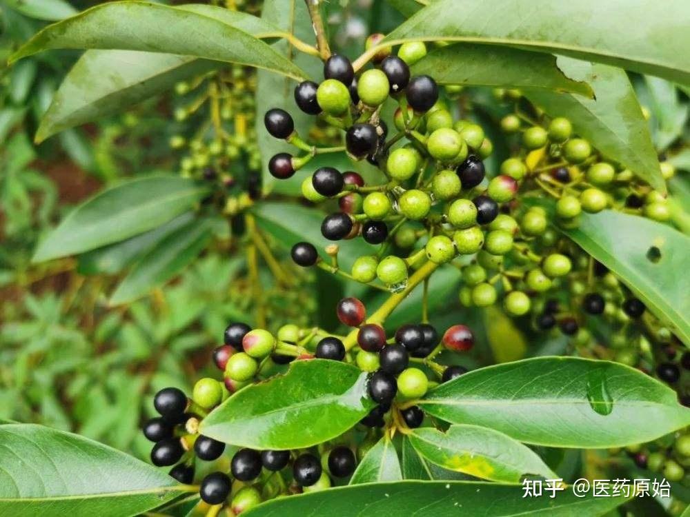 带你识别荜澄茄