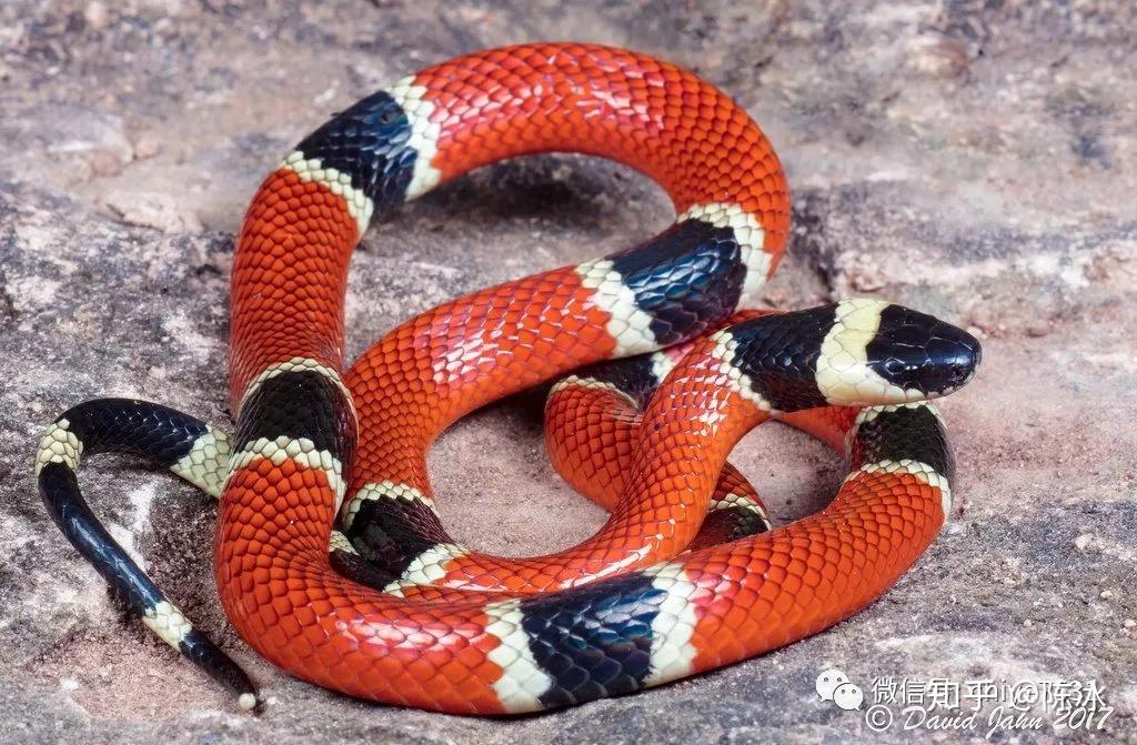 tis triangulum nelsoni)无毒拟态进化的蛇类角葉尾壁虎(satanic leaf