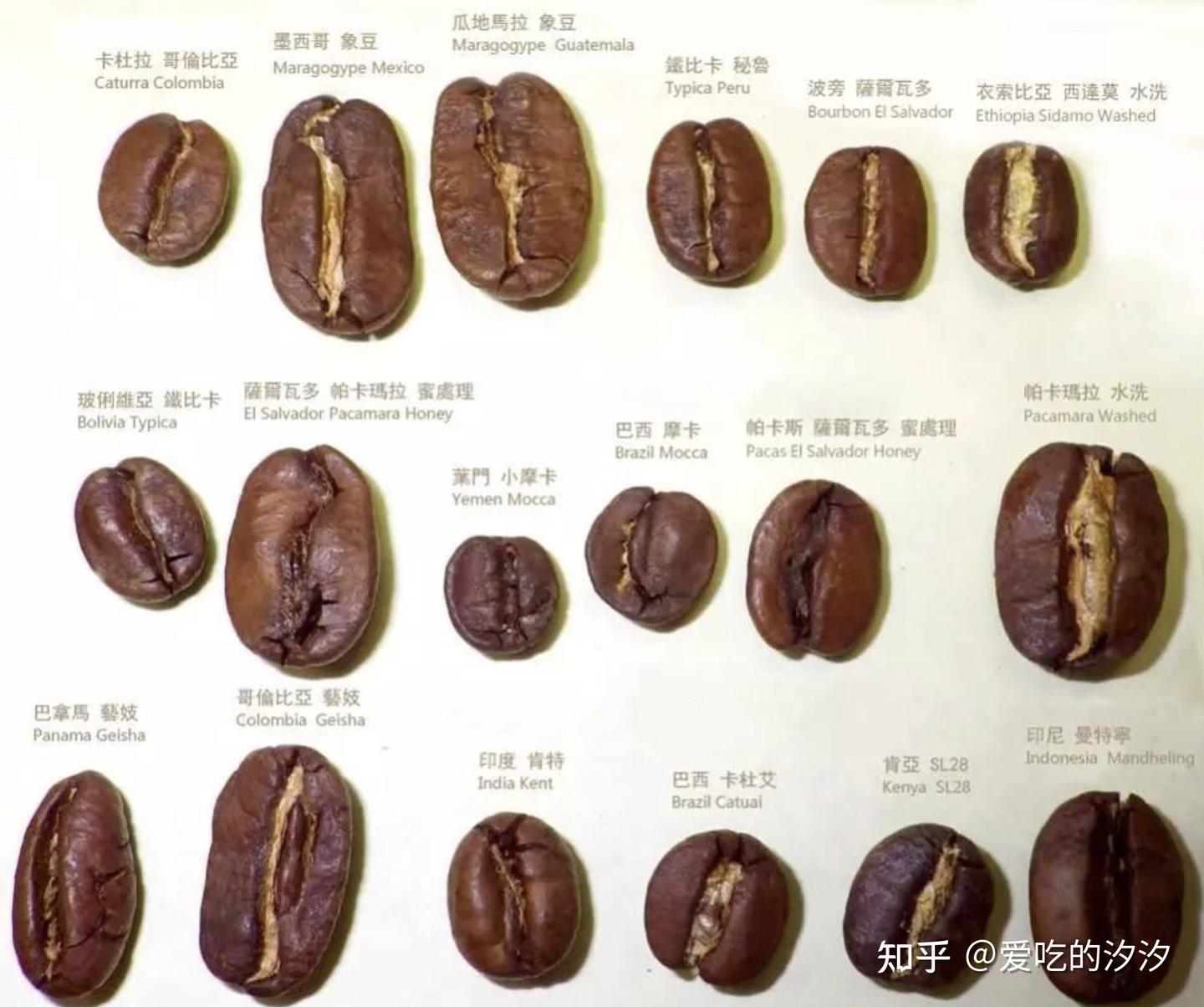 咖啡选购指南】咖啡豆的品种介绍